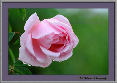 DSC_6684nxcnwf.jpg