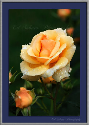 DSC_6697nxcnwf.jpg