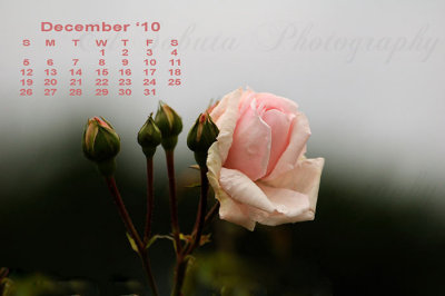 2010 Rose Calendar