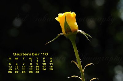 2010 Rose Calendar