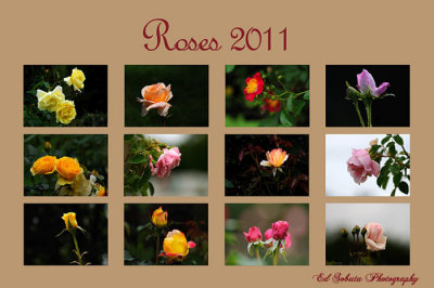 Roses 2011