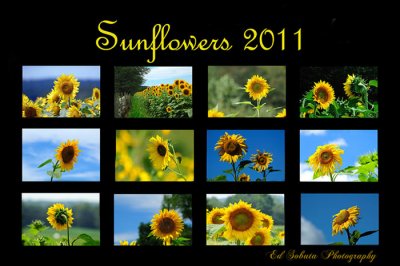 Sunflowers 2011