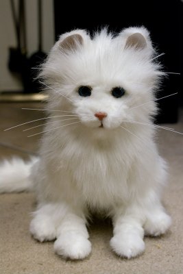 Toonces