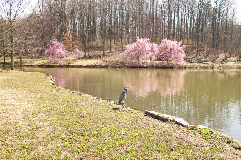 SDIM3518 Blue Heron, Meadowlark Botanical Gardens
