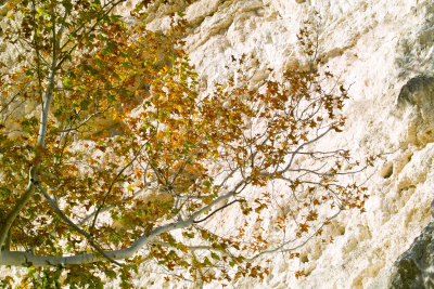 SDIM1410_edited-1.jpg Sycamore on limestone
