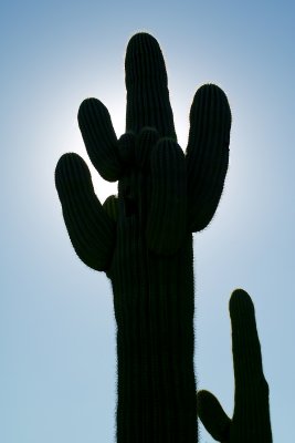 SDIM1160_edited-1.jpg Saguaro cactus