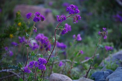 IMGP1337.JPG wildflowers at the sunrise stop