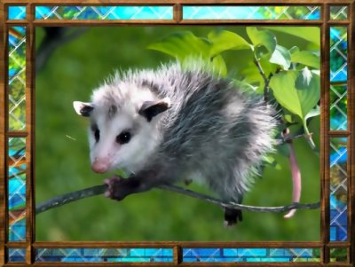 Opossum