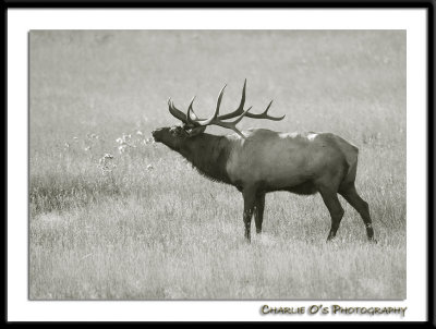 Black and White Bull Elk...