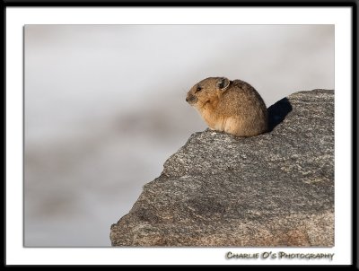 Pika on the Edge...