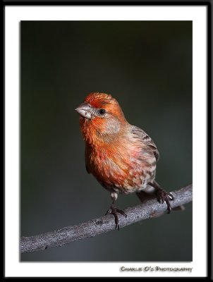 Male House Finch...