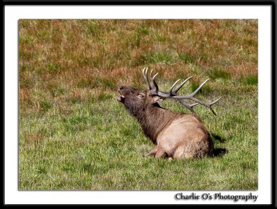 Lazy Bugler