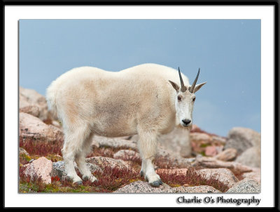 Mountain Goat...