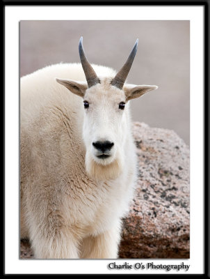 Mountain Goat Portrait...