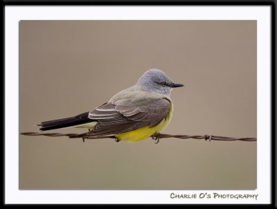 Western Kingbird...