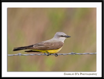 Western Kingbird...