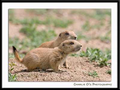 Little baby Prairie Dog's