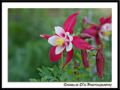 Red Columbine...