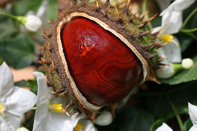 Horse chestnut