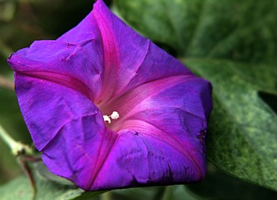 A fully open blue and purple morning glory