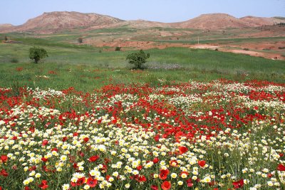 Spring: Sea of flowers as we passed by to Ouarzazate (1160m)
