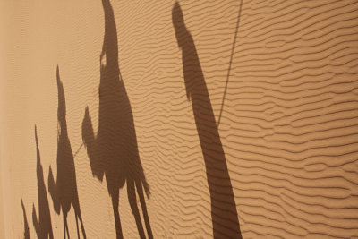 Shadow play on dune