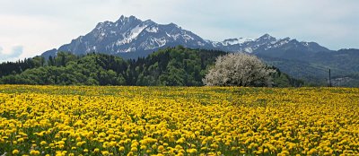 Spring view to mount Pilatus