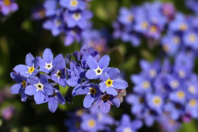 forget-me-not .....