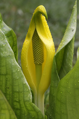 Invasive Neophyten Riesenaronstab, Scheincalla, Stinktierkohl (Lysichiton americanus)