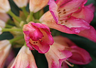 Close up to Rhododendron