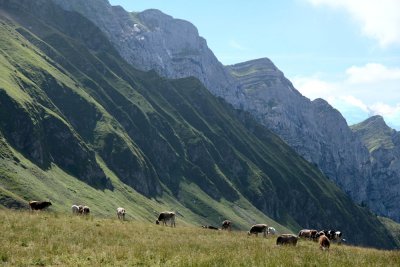 Cows in area Klewenalp