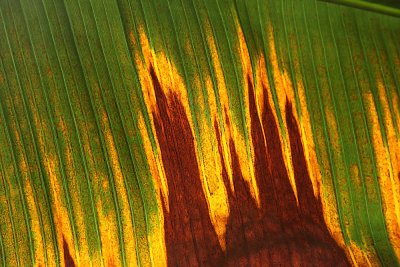 The beautiful death of a banana leaf