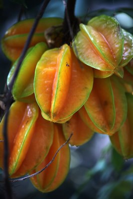 Starfruits in Wohlhusen