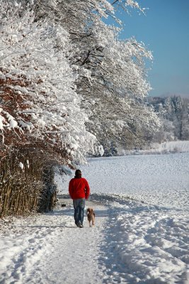 Dog walking in winter