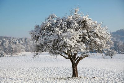 Apple tree in a winter dress