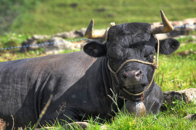 This cow looks so strong!