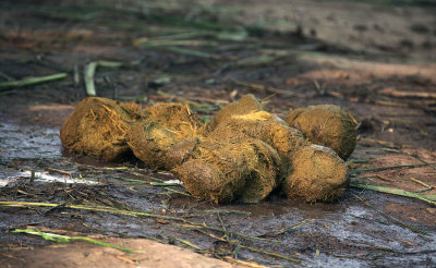 Elephant dung