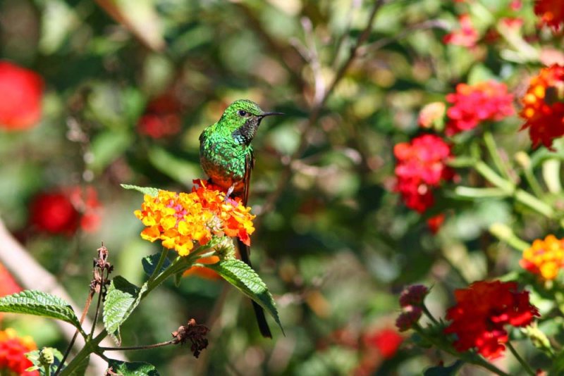 Green-tailed Trainbearer, Pomacochas