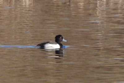 Tufted Duck, NC (Multiple Photos)