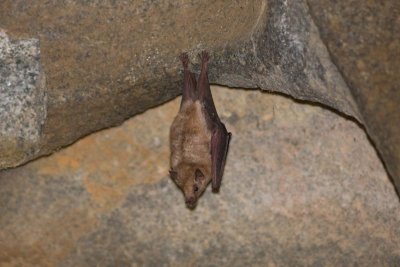 Bat Arikok National Park