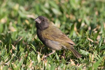 Black-faced Grassquit 