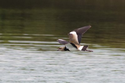 Southern Lapwing 