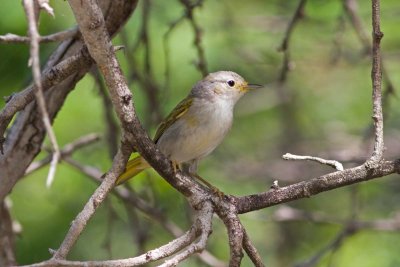 Yellow Warbler 