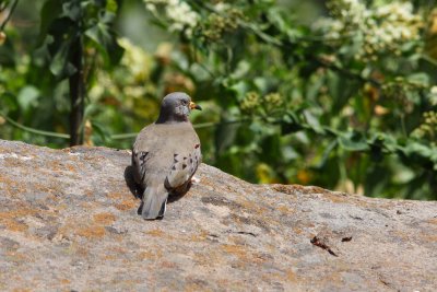 Croaking Ground-Dove Santa Eulalia Valley Peru