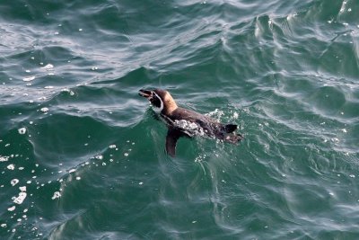 Humboldt Penguin Pucusana Peru