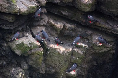 Inca Tern Pucusana Peru