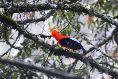 Andean Cock-of- the-Rock Inkaterra Lodge Aguas Caliente Peru