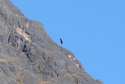 Andean Condor Abra Malaga Peru
