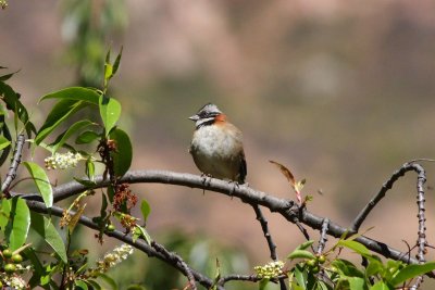Rufous-collared Sparrow Yucay Peru