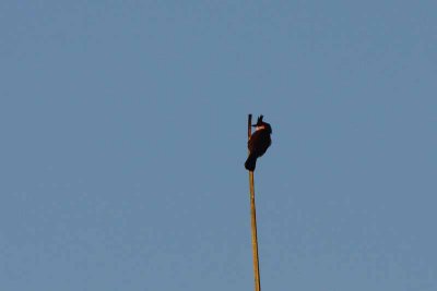 Red-whiskered Bulbul, Fla